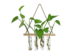 Vaso De Vidro Em Tubo De Teste Para Plantas Hidropônicas Com Apoio De Madeira Sólida Para Parede