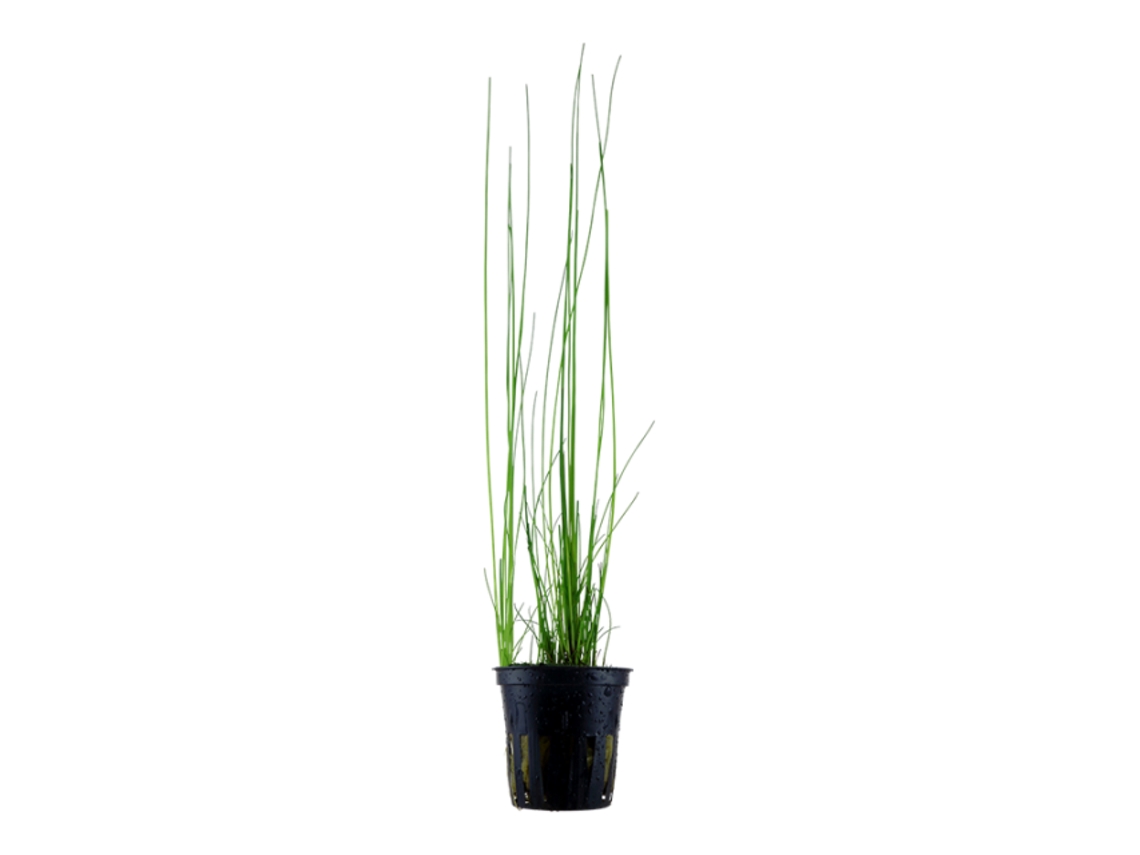 Eleocharis Montevidensis
