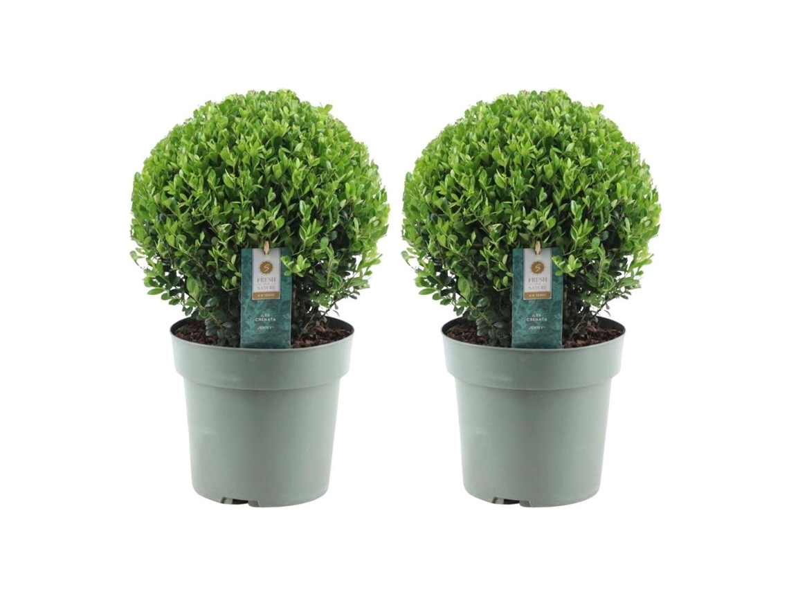 Bola de azevinho XL | 2x Ilex crenata Jenny bola XL | conjunto de 2 peças | 25 cm Ø diâmetro | substituição de buxo | plantas | plantas de jardim