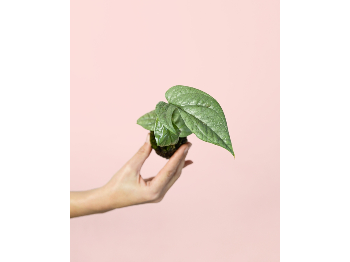 Monstera Silver Mini | Planta Natural De Interior Premium | Pur Plant