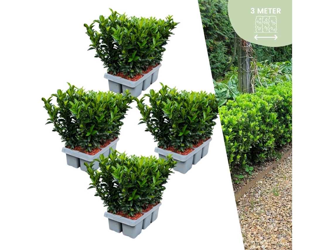 24 plantas de sebe de espirea verde | Euonymus japonicus Green Spire | substituição de buxo | plantas de sebe resistentes