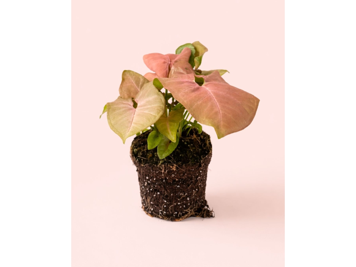 Syngonium Neon Pink 12 Cm | Planta Rosa De Interior | Pur Plant