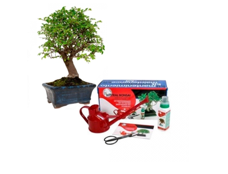 Pack De Iniciação Ao Bonsai Zelkova Parvifolia 5 Anos (olmeiro Chinês)