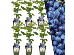 Plants by Frank | 6 plantas de uva | 100 plantas de frutas orgânicas | Uvas | Plantas de jardim | Plantas resistentes para o jardim