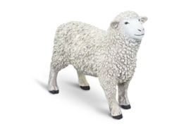 SAFARI Sheep