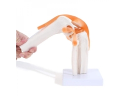 Modelo De Articulación De Rodilla Anatómico Con Ligamentos, Tamaño Real 1:1, Para Clase Y Enseñanza Científica