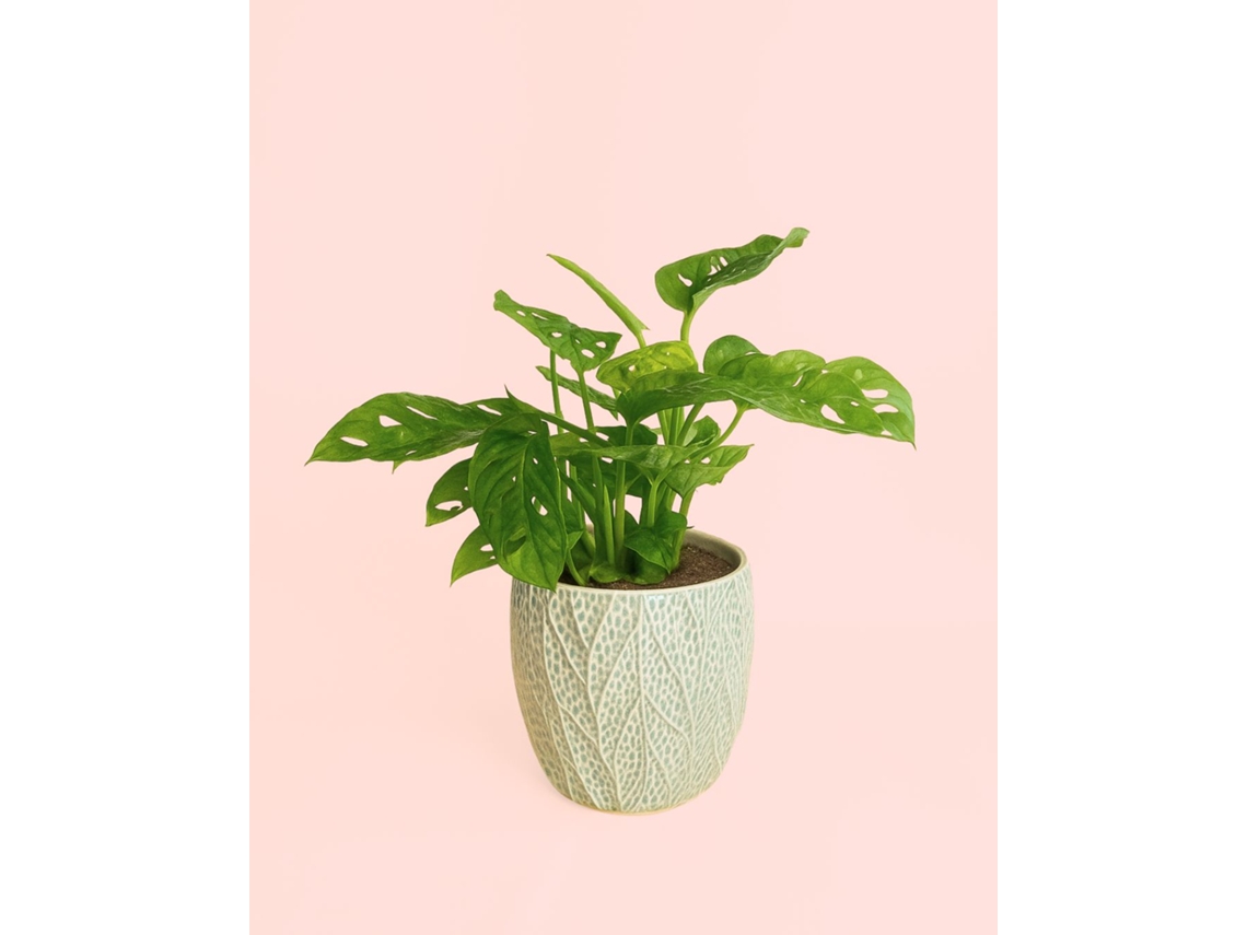 Monstera Adansonii Com Vaso De Cerâmica | Planta Natural De Interior Resistente E Purificadora | Pur Plant