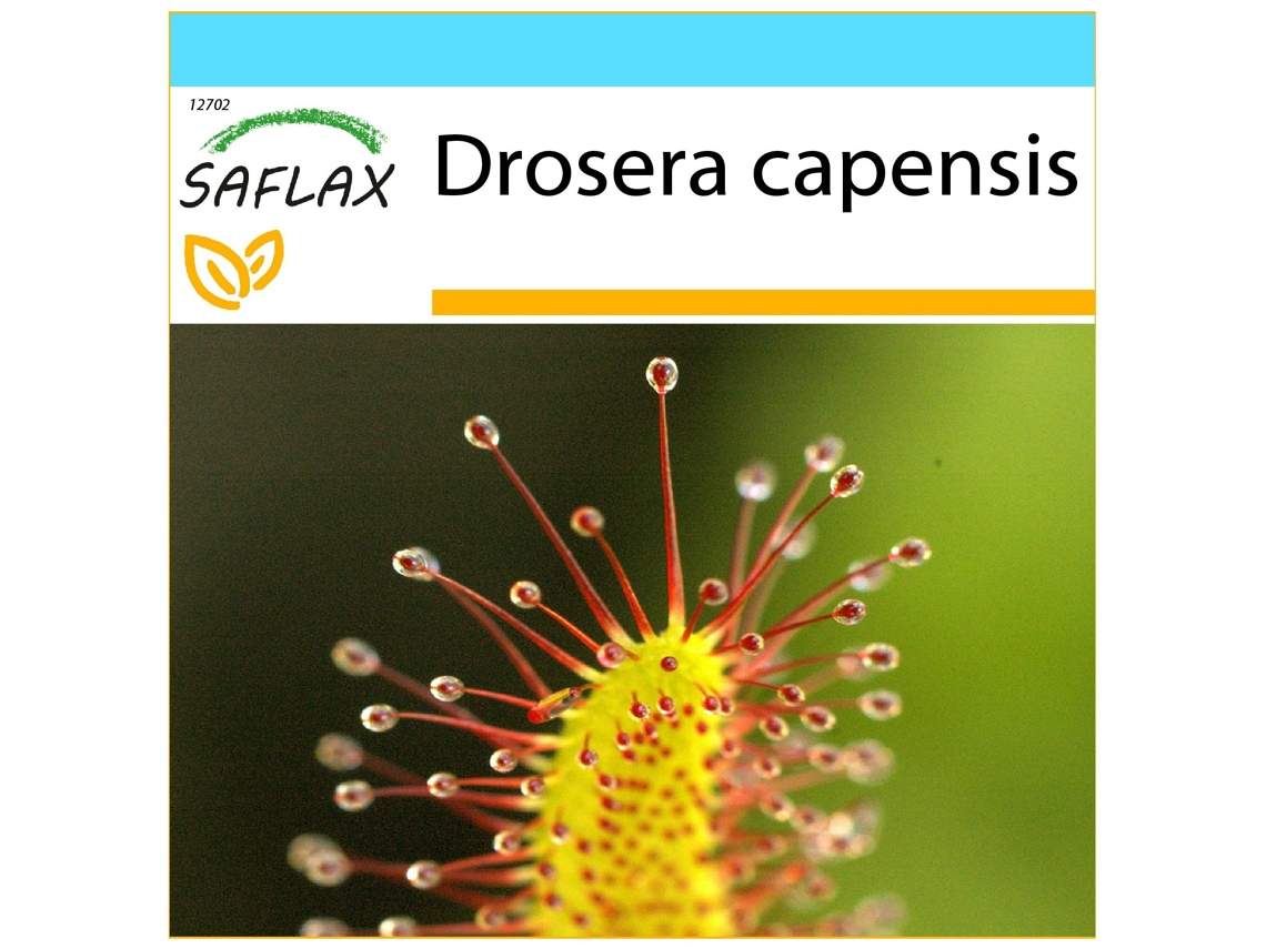 SAFLAX Conjunto de Presente Sundew Drosera Capensis 200 Sementes com Caixa de Presente Etiqueta de Envio Vale-Presente e Meio de Cultivo