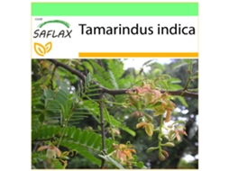 SAFLAX Garden To Go Tamarindo / Tâmara Indiana Tamarindus Indica 4 Sementes com Vaso Tampa Climática e Substrato de Cultivo