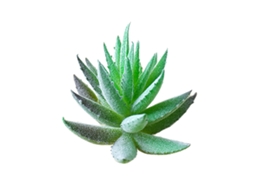 Planta Suculenta Aloe Vera Decorativa Criativa