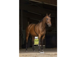 Extensor Suave Preto Ponynorton Equestrian
