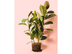 Ficus Elástica Robusta Xl | Planta Natural Tropical Elegante | Vaso Ø27 Cm Aprox. | Pur Plant