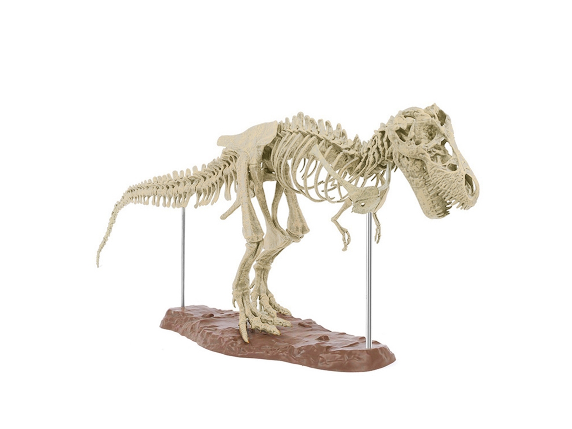 Modelo De Esqueleto De Dinossauro (70cm, Réplica)