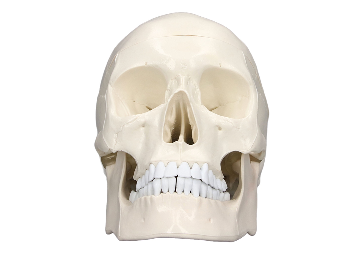 Modelo de Crânio Humano 1:1 Removível em Pvc com 3 Partes para Ensino de Anatomia
