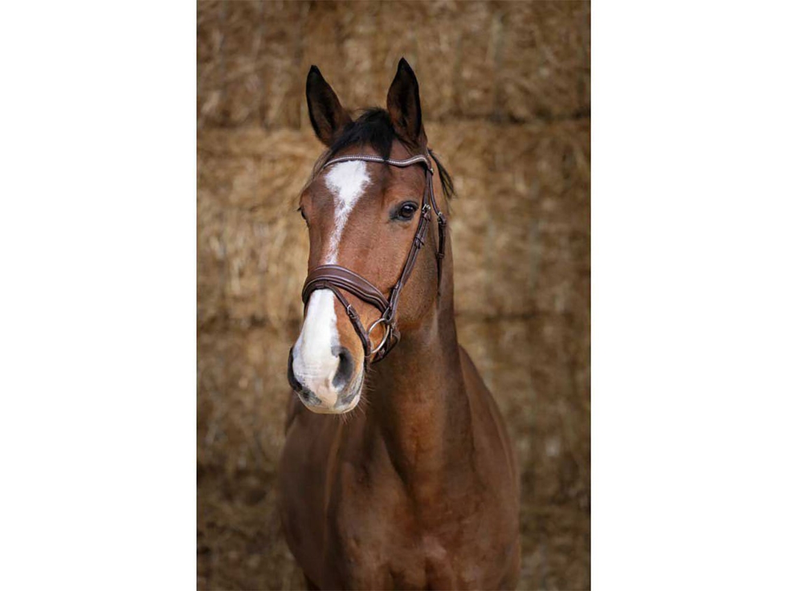 Cabeçada Miss Castanho Fullnorton Equestrian