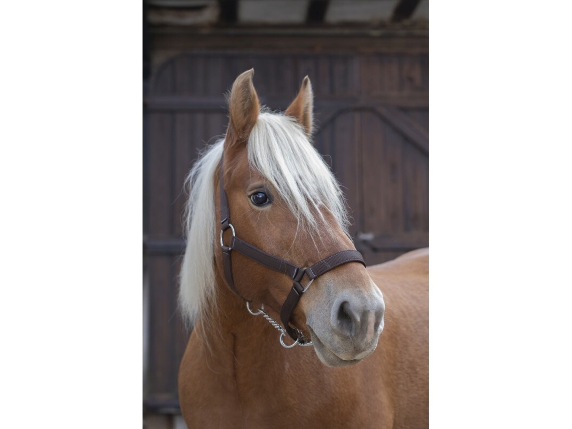 Cabresto de cavalo de tração Norton Pro