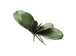 Laxiscreed Conjunto De 6 Folhas De Orquídea Phalaenopsis Para Decoração De Casamento E Casa Artificial
