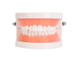 Modelo De Dientes Para Niños De Jardín De Infantes Modelo De Cepillado Dental Educación Bucal