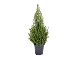 Pinheiro Natural BIOMAPLANTS Picea Glauca (90-100  cm - Vaso 21  cm)