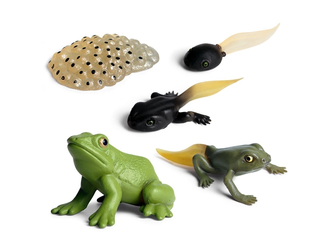 Primerox brinquedo Modelo Animal Ciclo de Vida Pvc para Crianças com Formiga Tartaruga Galo Mosquito Rã