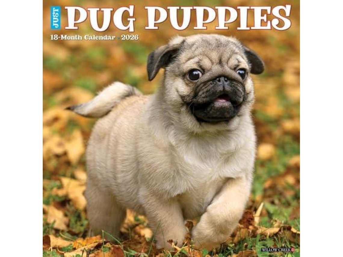 Livro Pug Puppies 2026 12 X 12 Wall Calendar de Willow Creek Press (Inglês)