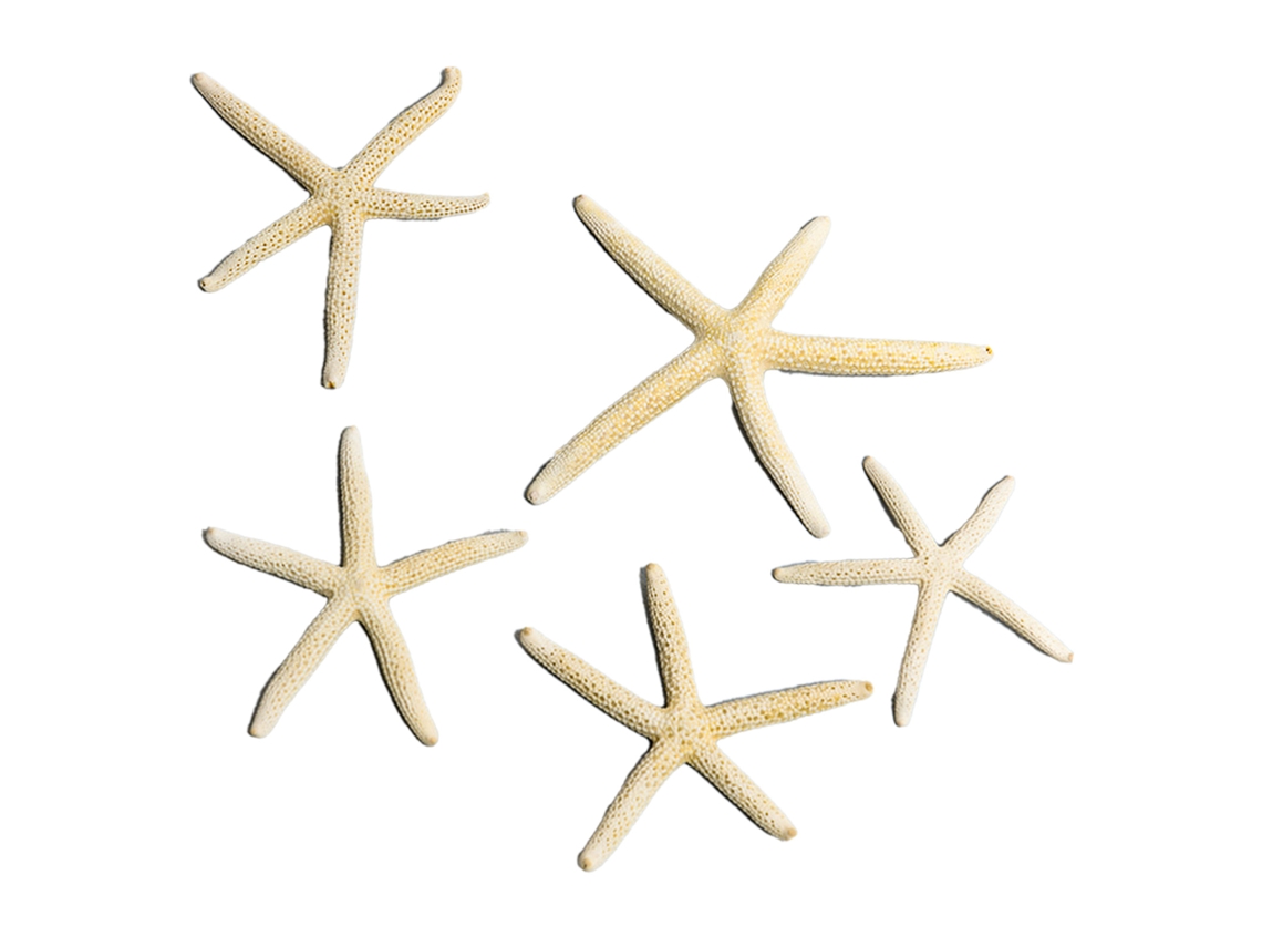 Adorno Estrela do Mar Aquário 5 7.5cm Tipo 2