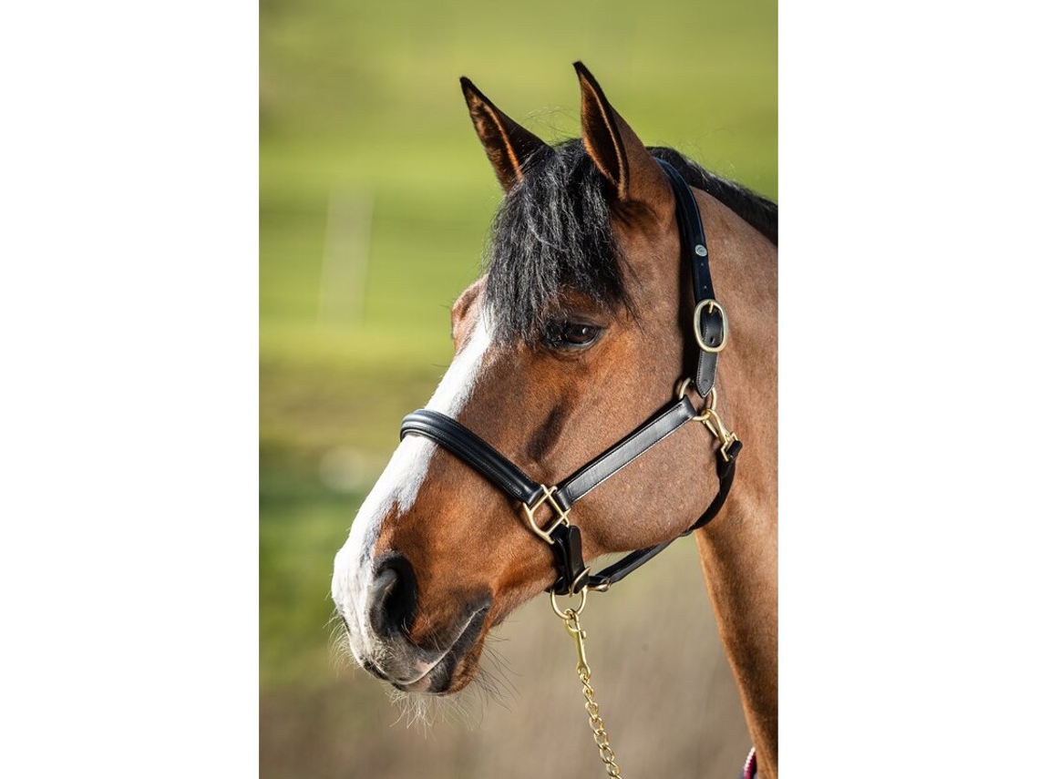 Cabresto de couro forrado para cavalos HFI Raised