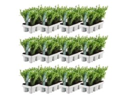 72 Azevinho | Plantas de sebe resistentes | 72 x Ø7 cm - 15 cm Ilex crenata Jenny | Plantas de sebe | Buxo de substituição | Buxo