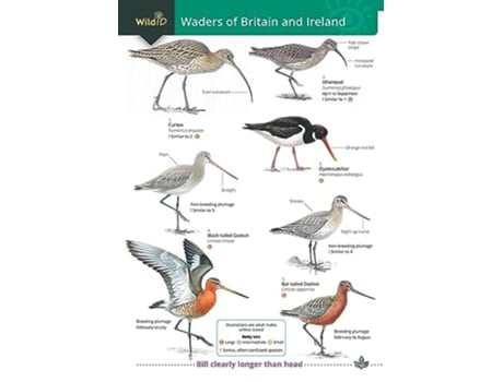 Livro Wader of Britain and Ireland de Docker, Stephen et al. (Inglês)