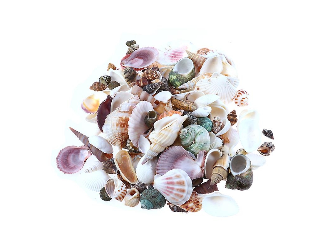 Conchas Estrela Do Mar para Decoração ALLINLESS