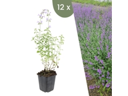 | 12 Plantas De Catnip | Nepeta Walkers Low | Cobertura Do Solo Resistente | Perenes Resistentes | Plantas De Jardim Resistentes Plants By Frank