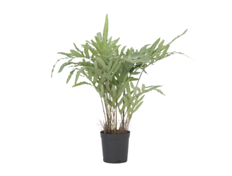 Artificial Plants Plant In A Box Phlebodium Conjunto De 1 Pote 17cm Altura 80cm