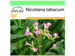 SAFLAX Garden To Go Tabaco Virgínia Genuíno Nicotiana Tabacum 250 Sementes com Vaso Tampa Climática e Substrato de Cultivo
