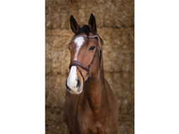 Cabeçada Miss Castanho Fullnorton Equestrian