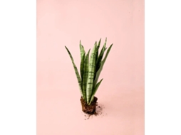 Sansevieria Silver Zeylanica M | Planta Natural Elegante De Interior | Vaso Ø12 Cm | Pur Plant