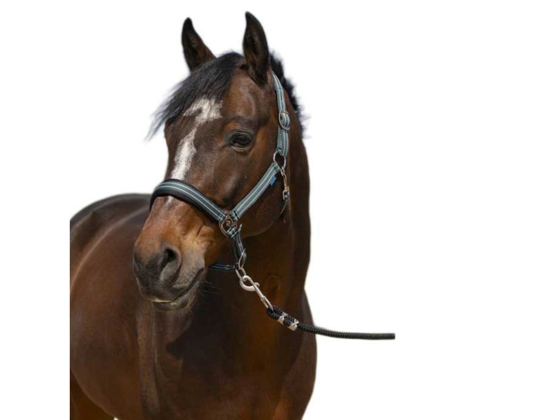 Cabeçada 4Lines Verde Cobnorton Equestrian