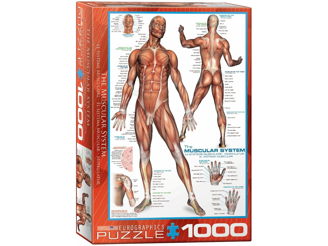 Puzzle 1000 Pcs- Sistema Muscular Eurographics