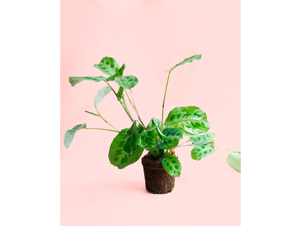 Maranta Leuconeura Kerchoveana | Planta Natural Tropical De Interior Pet Friendly E Resistente | Pur Plant