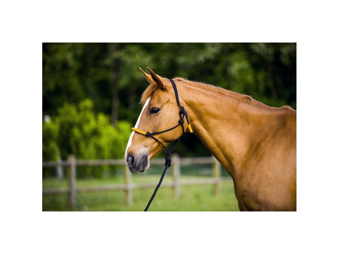 Cabresto para cavalos Norton Fun colour