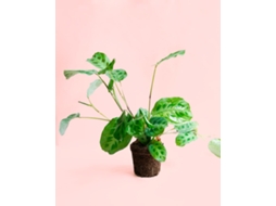 Maranta Leuconeura Kerchoveana | Planta Natural Tropical De Interior Pet Friendly E Resistente | Pur Plant