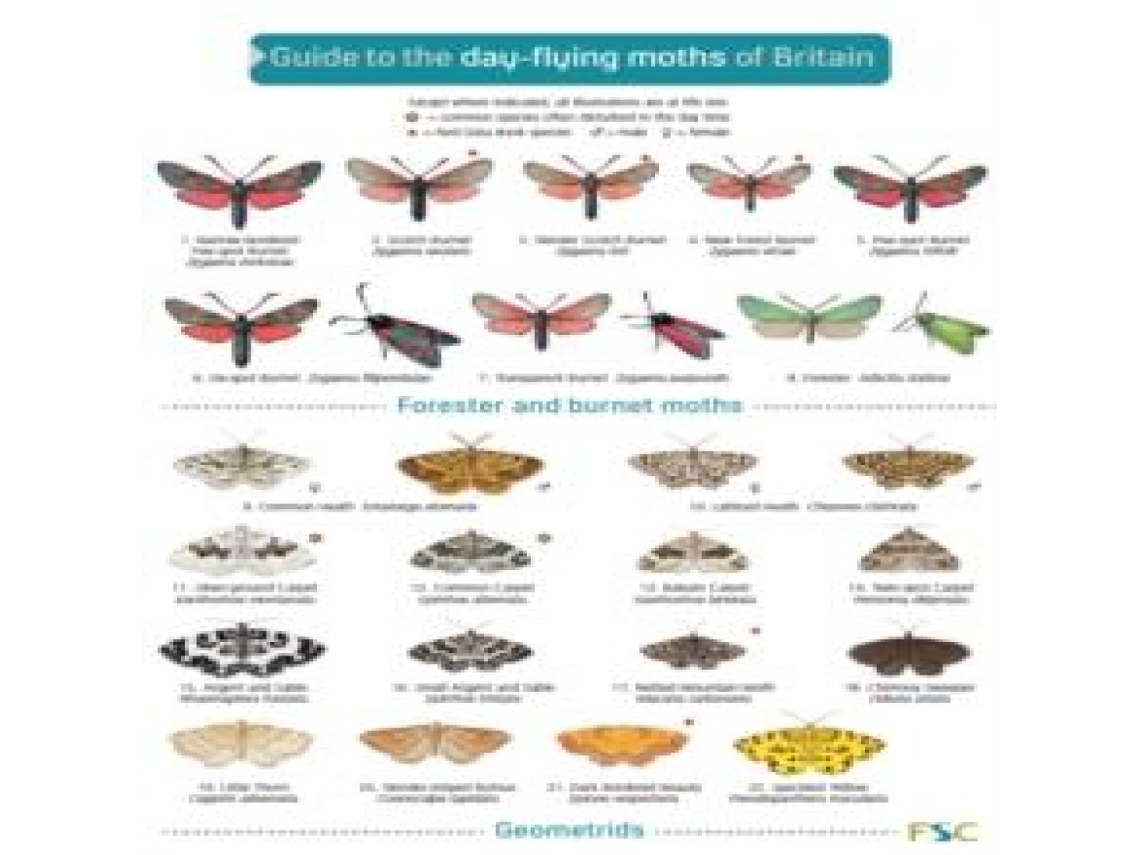 Livro Guide to the Day-Flying Moths of Britain de Richard Lewington (Inglês)