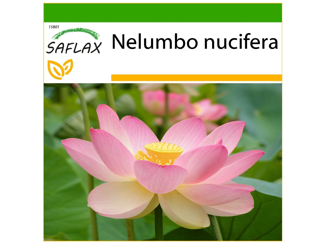 SAFLAX Flor de Lótus Indiana Nelumbo Nucifera 8 Sementes com Substrato de Cultivo Livre de Germes