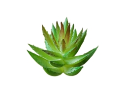 Presente Grátis Suculenta Pequena Aloe Vera Plástica Mm881