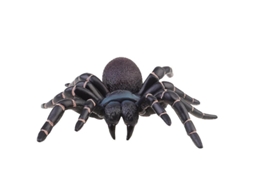 X Brinquedo De Aranha Artificial Para Decoração De Halloween Ly Ebike