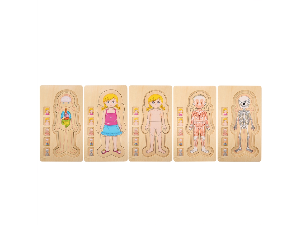 Mali brinquedo de Blocos de Madeira Estrutura Corporal Humana Multicamadas Educativo Inteligente Menina