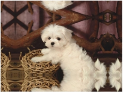 Colcha de Flanela com Estampa Poodle Francês Macia e Quentinha 203 2 X 152 4 Cm, Macio, Quente, Ideal para Q