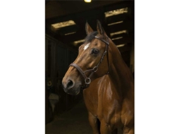 Cabeçada Side Pull Comfort Castanho Cobnorton Equestrian
