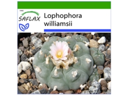 SAFLAX Cacto Peyotl Lophophora Williamsii 20 Sementes com Substrato de Cultivo Livre de Germes