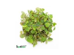 Phyllanthus Fluitans