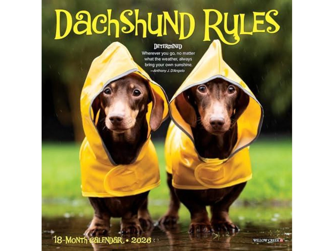 Livro Dachshund Rules 2026 Mini Wall Calendar de Willow Creek Press (Inglês)